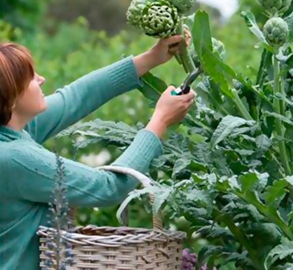 Frutas Ripo Cultivo de hortalizas