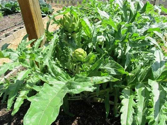Frutas Ripo Verduras