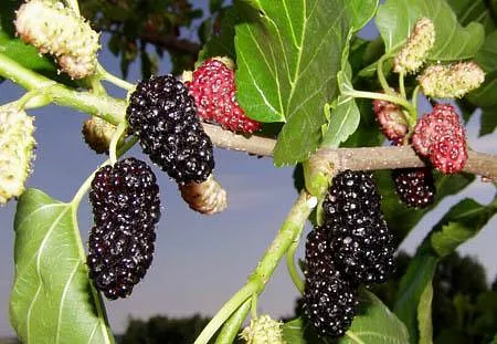 Frutas Ripo Frambuesas