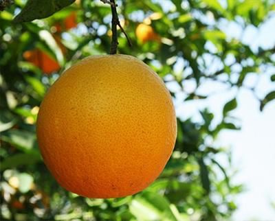Frutas Ripo Naranja